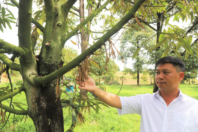 Thời tiết bất thường, bông sầu riêng rụng nhiều, nguy cơ giảm năng suất vụ quả này.