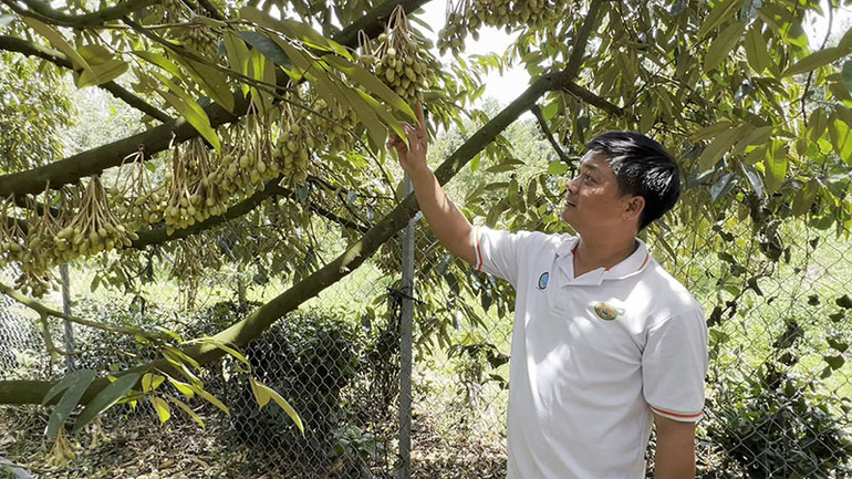 Một số diện tích sầu riêng của gia đình ông Đặng Huy Bộ, xã Hà Lâm, huyện Đạ Huoai ra bông chậm nên tránh được những cơn mưa trái mùa, nhưng anh Bộ vẫn lo lắng vì thời tiết bất thường trong những ngày tới.