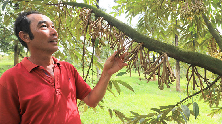 Vườn sầu riêng của gia đình ông Nguyễn Minh Hồng Điệp (Thôn 2, xã Hà Lâm, huyện Đạ Huoai, tỉnh Lâm Đồng) bị rụng bông hàng loạt sau những cơn mưa trái mùa.