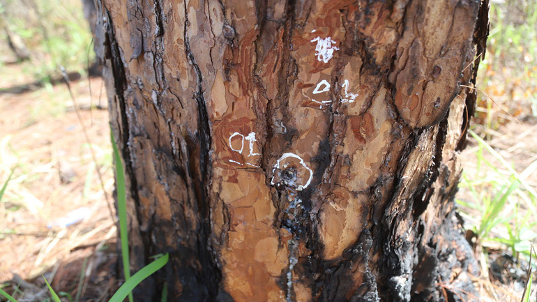 Trên thân cây thông bị khoan lỗ đổ hóa chất khiến cây chết khô.