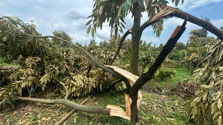 Vườn sầu riêng của một hộ dân bị gãy đổ do lốc xoáy.