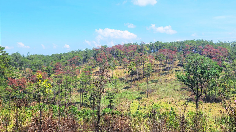 174 cây thông hàng chục năm tuổi bị đầu độc bằng hóa chất đang dần chết khô tại tiểu khu 614, xã Lộc Ngãi, huyện Bảo Lâm.