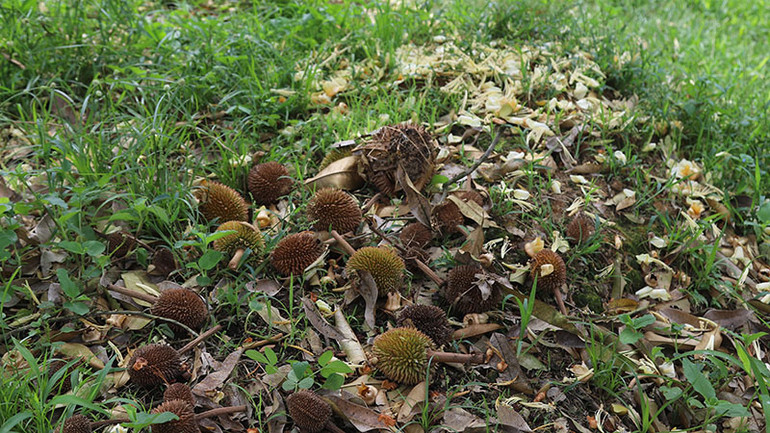 Không chỉ rụng bông mà nhiều vườn sầu riêng trên địa bàn xã Hà Lâm, huyện Đạ Huoai, tỉnh Lâm Đồng còn bị rụng cả trái non.