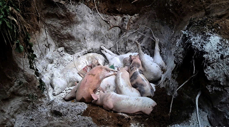 Tiêu hủy lợn bị dịch ở xã Vĩnh Sơn, huyện Anh Sơn. (Ảnh QUANG AN).