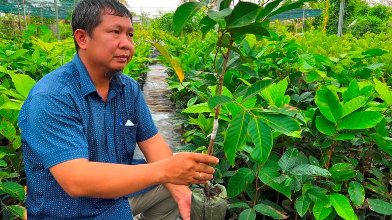 Sản xuất giống cây ăn quả tại huyện Chợ Lách, tỉnh Bến Tre.