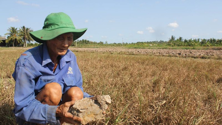 Xâm nhập mặn mùa khô 2020-2021 gây thiệt hại lớn cho nông dân trồng lúa tại tỉnh Bến Tre.