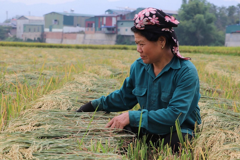 Lúa gặt xong được phơi luôn trên đồng đợi máy tuốt.