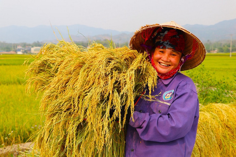 Niềm vui những ngày làm mùa của nông dân trên cánh đồng Mường Thanh.
