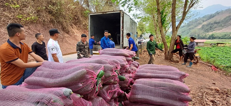 Điểm tập kết bí xanh tại xã Chà Nưa, huyện Nậm Pồ có rất đông đoàn viên, thanh niên hỗ trợ vận chuyển.