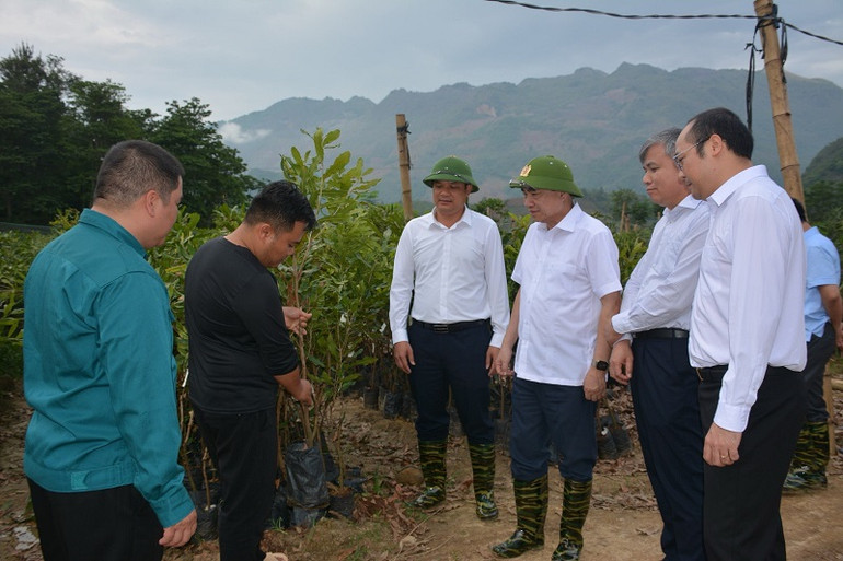 Đồng chí Trần Quốc Cường (thứ ba từ phải sang) Ủy viên Trung ương Đảng, Bí thư Tỉnh ủy Điện Biên cùng các đồng chí lãnh đạo Huyện ủy, Ủy ban nhân dân huyện Tuần Giáo thăm vườn ươm cây mắc-ca giống. Đồng chí Trần Quốc Cường (thứ ba từ phải sang) Ủy viên Trung ương Đảng, Bí thư Tỉnh ủy Điện Biên cùng các đồng chí lãnh đạo Huyện ủy, Ủy ban nhân dân huyện Tuần Giáo thăm vườn ươm cây mắc-ca giống.