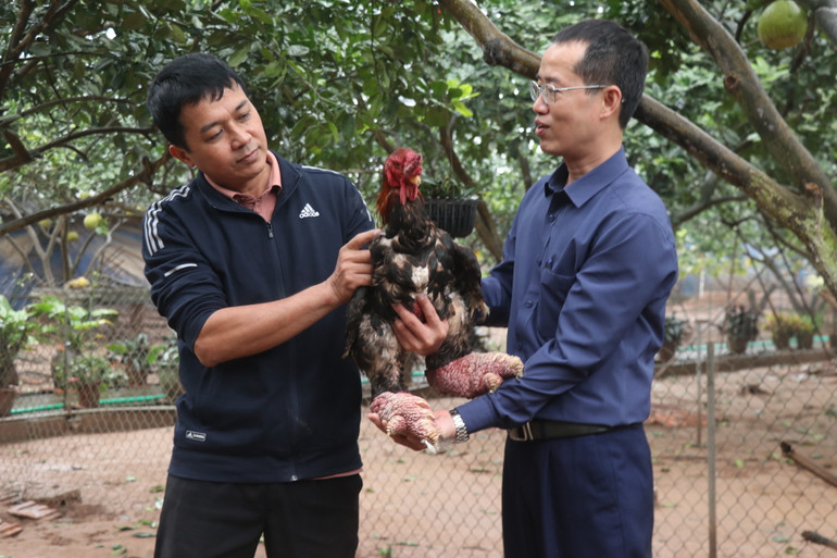 Tỉnh Hưng Yên hỗ trợ Hợp tác xã chăn nuôi và kinh doanh gà Đông Tảo, xã Đông Tảo, huyện Khoái Châu xây dựng nhãn hiệu tập thể gà Đông Tảo.