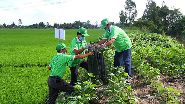 Thu gom bao, vỏ thuốc bảo vệ thực vật đã sử dụng tại đồng ruộng. Ảnh: Thanh Tâm