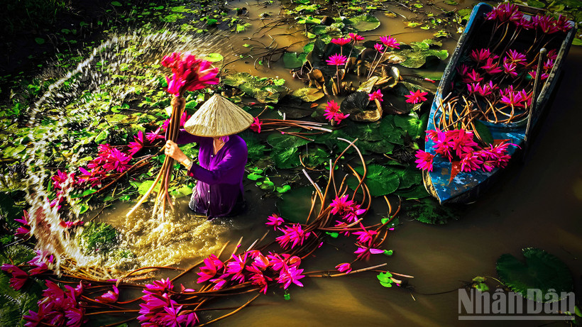 Mùa hoa súng nở rộ.