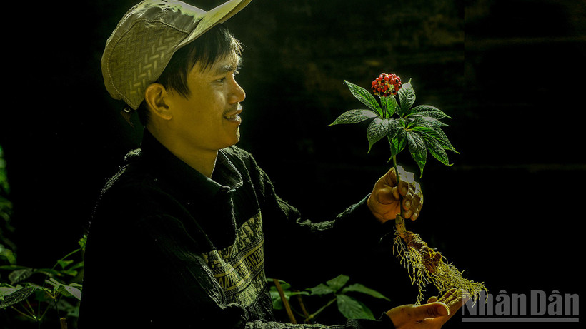 Nâng niu hạt giống sâm Việt.
