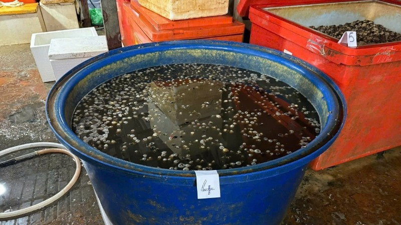 Thùng hóa chất để ngâm thịt ốc. (Ảnh: Công an cung cấp)