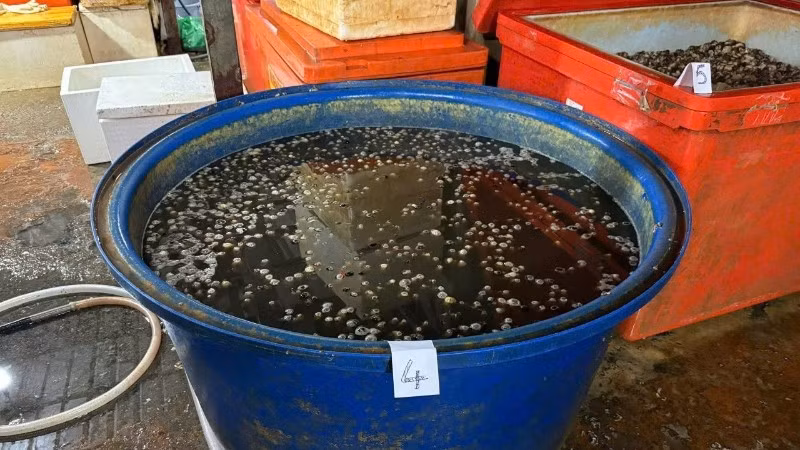 Thùng hóa chất để ngâm thịt ốc. (Ảnh: Công an cung cấp)