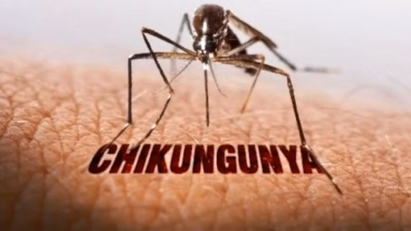 Muỗi vằn truyền bệnh Chikungunya. (Ảnh: SYT)