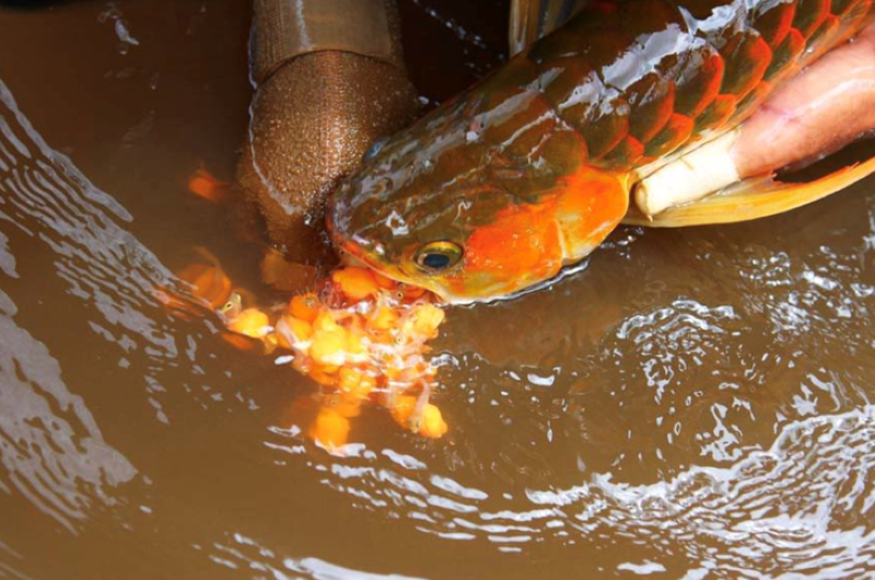 Nhiều người nhập viện sau khi ăn trứng cá rồng. (Ảnh minh họa)