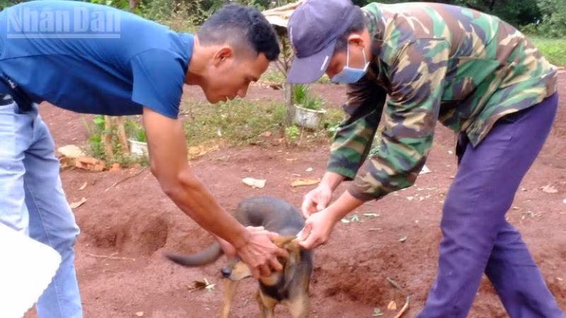 Cần đẩy mạnh tiêm phòng dại trên chó, mèo. (Ảnh: BÁO NHÂN DÂN)