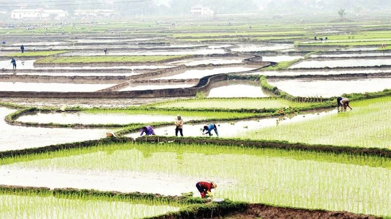 Tỉnh Lào Cai phấn đấu hoàn thành gieo cấy trước ngày 15/3. (Ảnh VIẾT VINH)