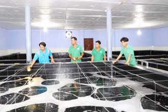 Bộ phận kỹ thuật của doanh nghiệp sản xuất tôm giống tại tỉnh Ninh Thuận kiểm tra quá trình sinh trưởng của tôm giống trong thời gian ương dưỡng.