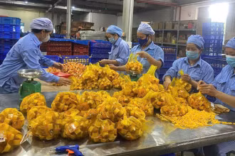 Công nhân Nhà máy Vietfoods (Khu công nghiệp Hapro, Hà Nội) đang đóng gói thạch sữa chua chuẩn bị xuất xưởng.