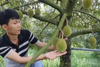 Nông dân An Giang kiểm tra vườn trồng sầu riêng.