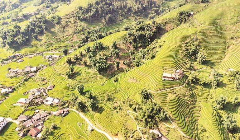সবুজ ধানের মৌসুমে, তা ভান গ্রাম একটি প্রাণবন্ত ছবি হিসেবে দেখা দেয়, আলো ধানের সবুজ রঙের সাথে মিশে যায়, যা শান্তির অনুভূতি বয়ে আনে। 2.jpg