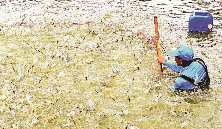 Tỉnh Cà Mau là địa phương có diện tích nuôi tôm lớn nhất cả nước. cohoi44.jpg