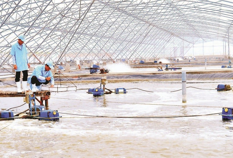 Tỉnh Cà Mau có khoảng 450.000 ha nuôi trồng thủy sản. cohoi22.jpg