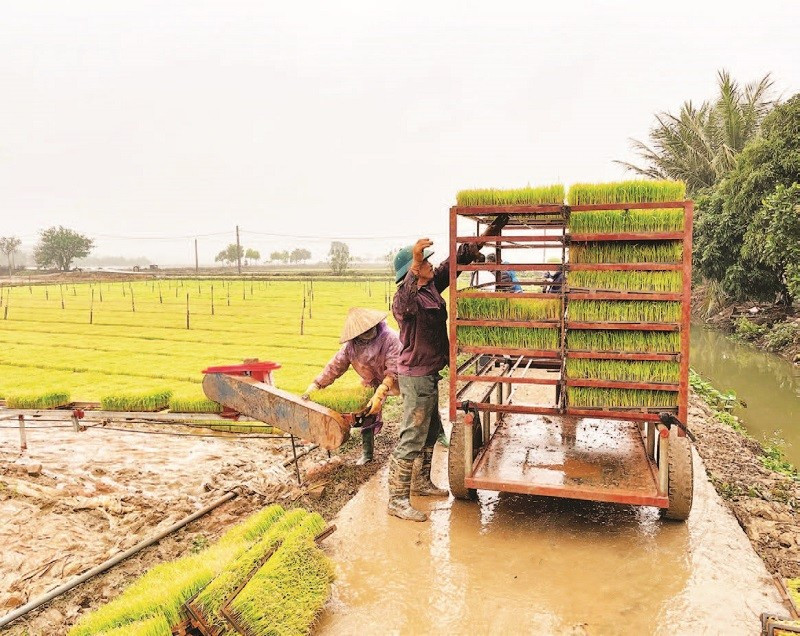 Nông dân xã Bình Giang sản xuất mạ khay để cấy lúa vụ xuân bằng máy.