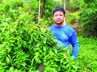 Người dân ở thôn Sơn Hồng, Gia Cát, Cao Lộc (Lạng Sơn) thu hái mận cơm chín sớm.