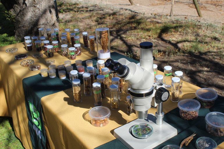 Néhány magmintát az Intihuasi Magbankban tárolnak és vizsgálnak. (Fotó: A vietnami chilei nagykövetség bocsátotta rendelkezésre) img-7315.jpg