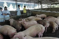 Nuôi lợn theo hướng an toàn sinh học tại huyện Xuân Lộc, Đồng Nai. (Ảnh: BÁO NHÂN DÂN)