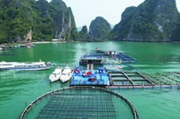 Mô hình nuôi trồng thủy sản trên biển bằng công nghệ hiện đại kết hợp du lịch trải nghiệm tại Quảng Ninh. (Ảnh: PHÙ VÂN)