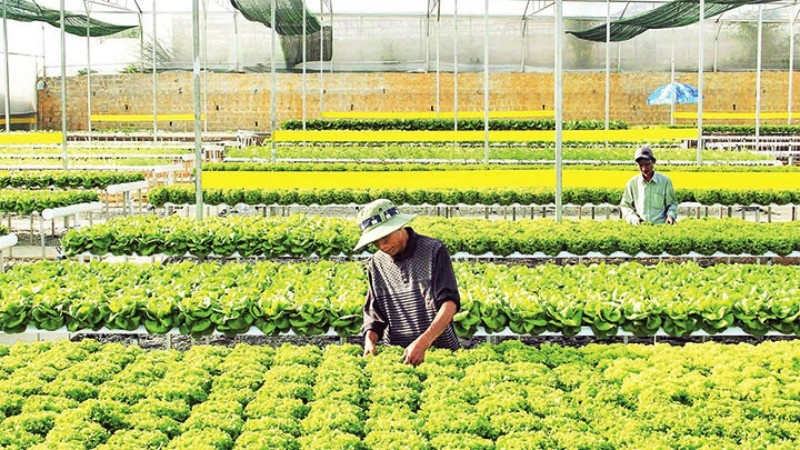 Sản xuất rau thủy canh tại trang trại Đức Tín, thành phố Đà Lạt, tỉnh Lâm Đồng. (Ảnh: MAI VĂN BẢO)