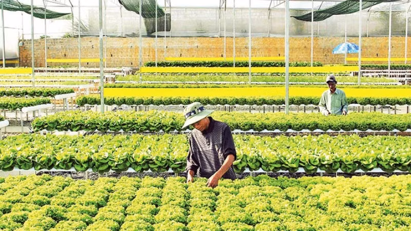 Sản xuất rau thủy canh tại trang trại Đức Tín, thành phố Đà Lạt, tỉnh Lâm Đồng. (Ảnh: MAI VĂN BẢO)