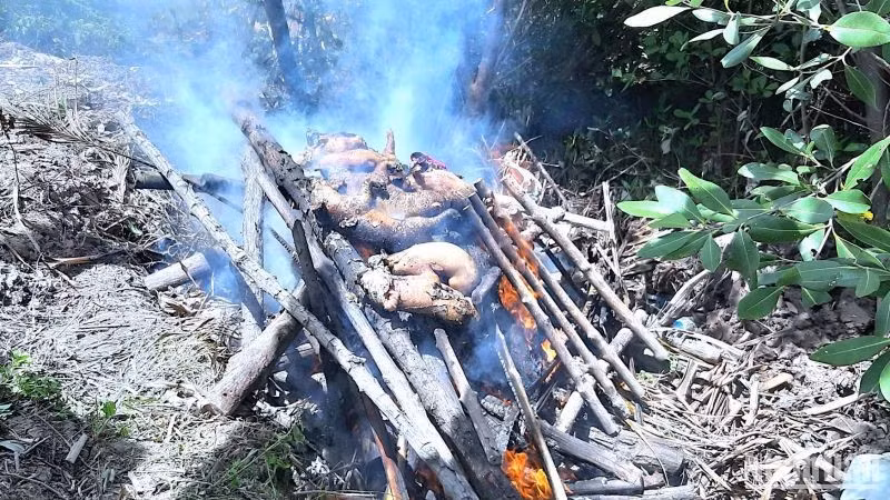 Người dân Cà Mau chủ động tiêu hủy lợn chết nghi do mắc bệnh tả lợn châu Phi vào thời điểm dịch bệnh Covid-19 năm 2021. (Ảnh: Báo Nhân Dân)
