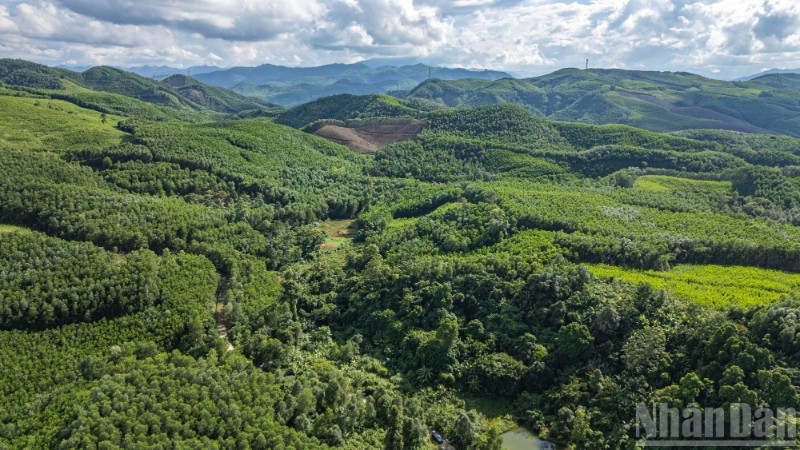 Những tán rừng ở thôn 3, xã Tiên An, huyện Tiên Phước, tỉnh Quảng Nam (cũ), nay là xã Thạnh Bình (Đà Nẵng). (Ảnh: TÙNG LÂM)