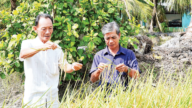 Nông dân Lê Văn Thể (bên trái) trên đồng ruộng ngoài thu hoạch thêm vụ tôm, năng suất lúa trung bình đạt hơn 6 tấn/ha.