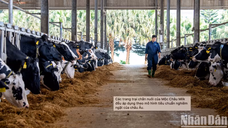 Trang trại chăn nuôi của Mộc Châu Milk.