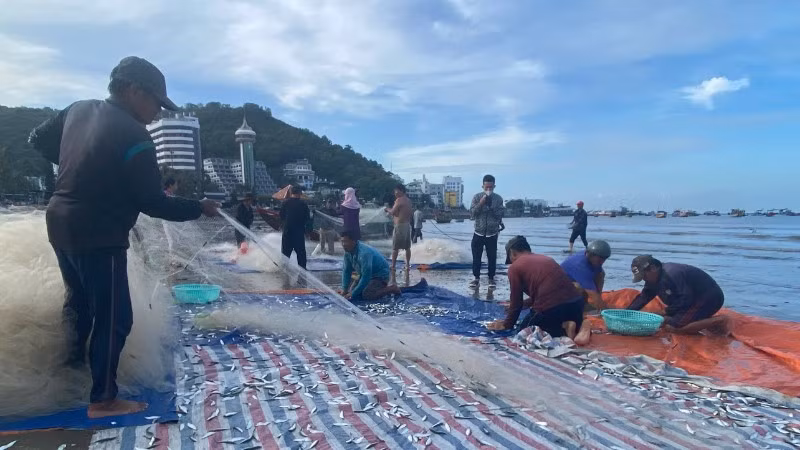 Rủ lưới gom cá trích ở Bãi Trước, Vũng Tàu.