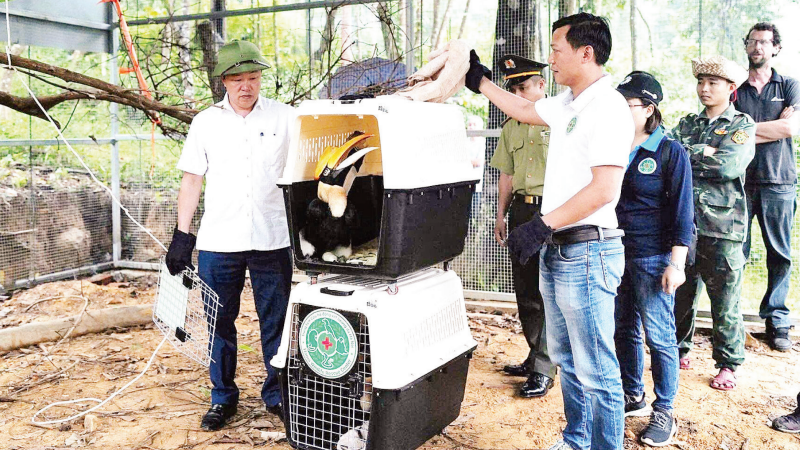 Ban Quản lý Vườn quốc gia Phong Nha-Kẻ Bàng tái thả chim hồng hoàng - loài chim quý hiếm, trở lại môi trường tự nhiên sau khi cứu hộ.