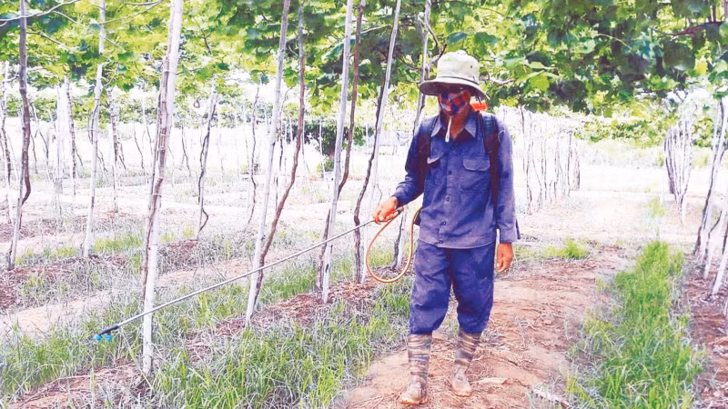 Thuốc diệt cỏ nếu không được quản lý, sử dụng đúng quy định sẽ gây ô nhiễm môi trường.