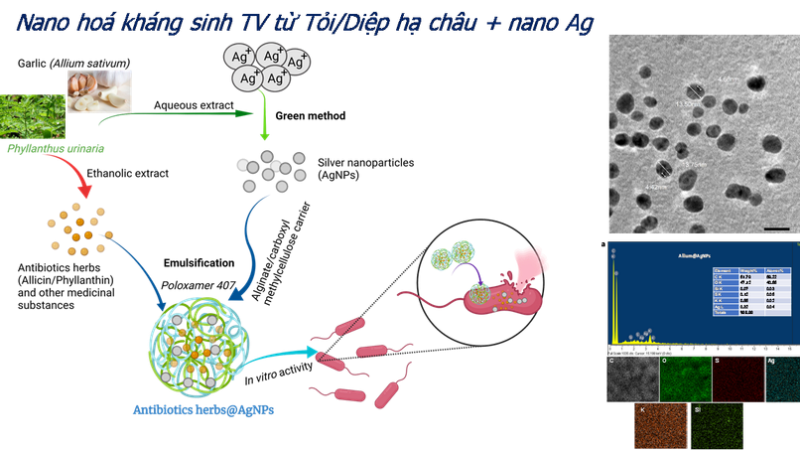 Nano hóa kháng sinh TV từ Tỏi/Diệp hạ châu + nano Ag.