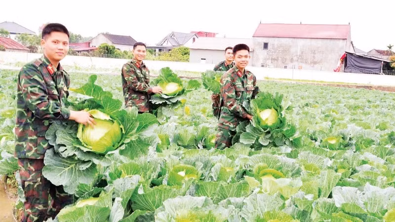 Chiến sĩ Trung đoàn 95, Sư đoàn 325, Quân đoàn 12 tăng gia sản xuất, chủ động nguồn thực phẩm tươi, sạch cho bộ đội đón Xuân.