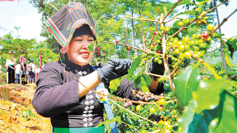 Tỉnh Điện Biên đặt mục tiêu đến năm 2030 có 20.000ha cây cà-phê Arabica, trở thành tỉnh đứng thứ hai cả nước về diện tích cây cà-phê Arabica.