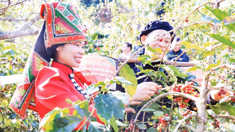 Hợp tác xã Cà-phê Bích Thao, tỉnh Sơn La lựa chọn sản xuất cà-phê hữu cơ, bền vững, gắn với xu hướng chuyển đổi xanh của nông nghiệp hiện đại.