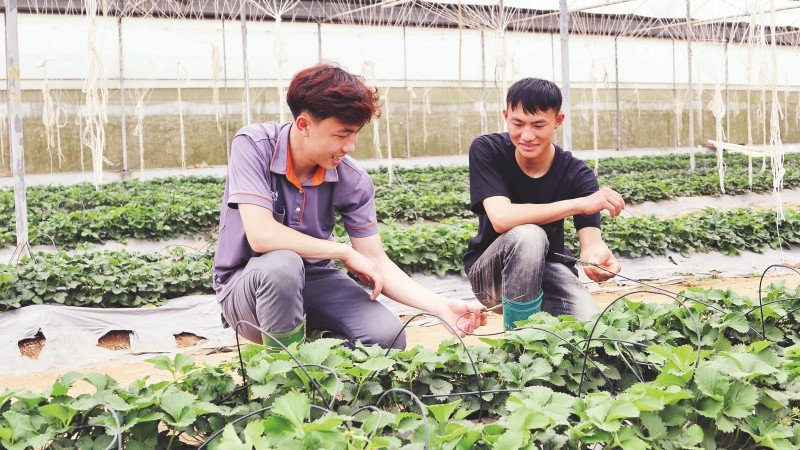 Thành viên Hợp tác xã thanh niên Mộc Châu, tỉnh Sơn La kiểm tra hệ thống tưới nhỏ giọt tại vườn dâu tây.