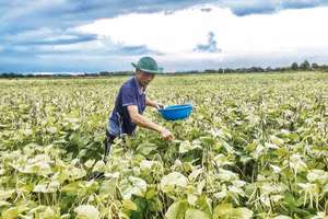 Nông dân xã Đức Minh, tỉnh Hà Tĩnh trồng đậu xanh thành công theo mô hình được Trung tâm Khuyến nông quốc gia hỗ trợ. (Ảnh: BẢO HÂN)